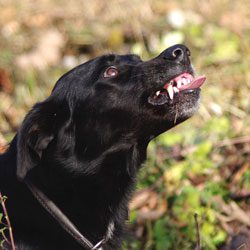 AromaCani-Hunderverhalten
